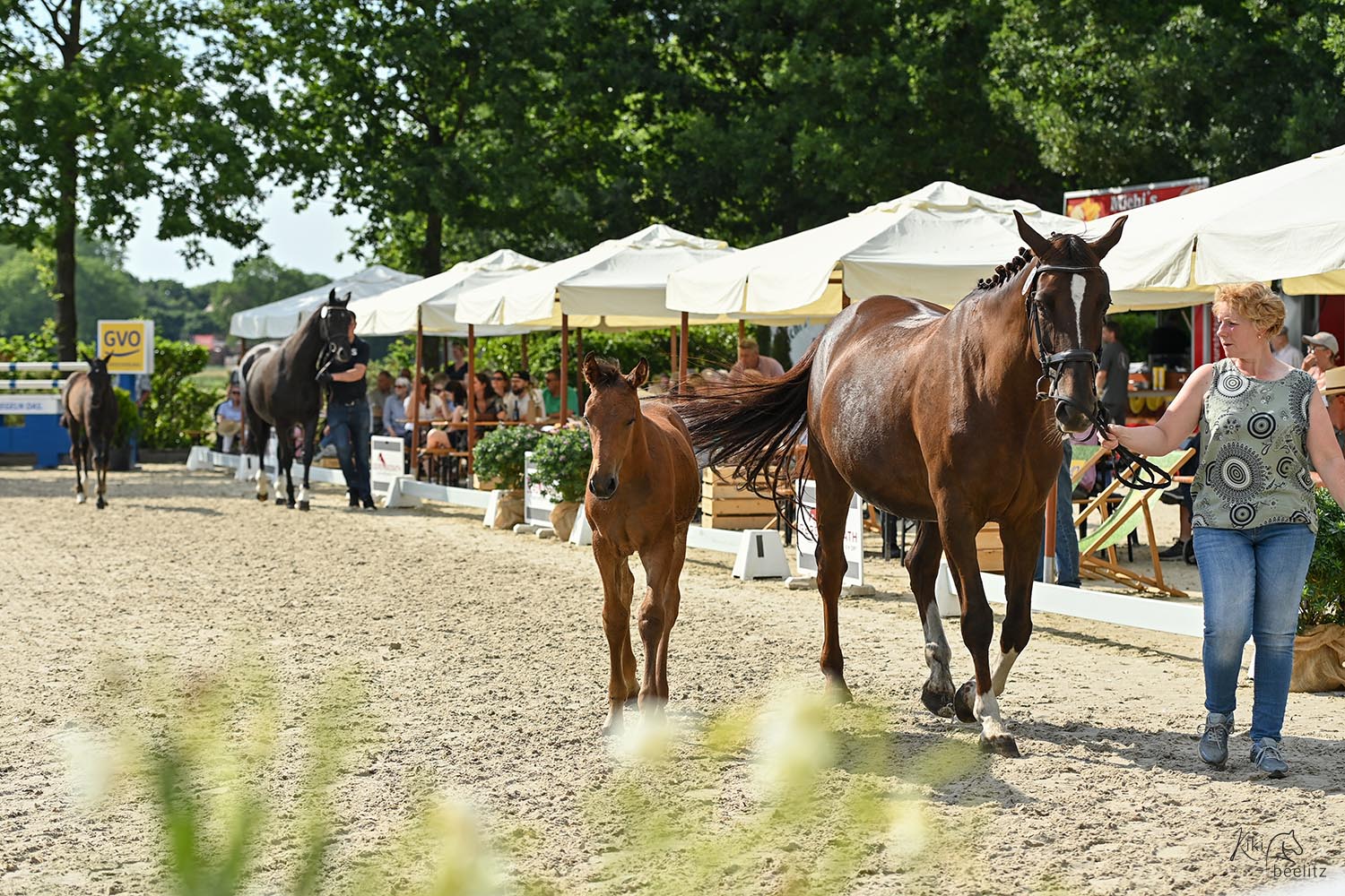 Vier Pferde befinden sich auf einem Gelände, zwei davon werden an der Hand von jeweils einer Person geführt.
