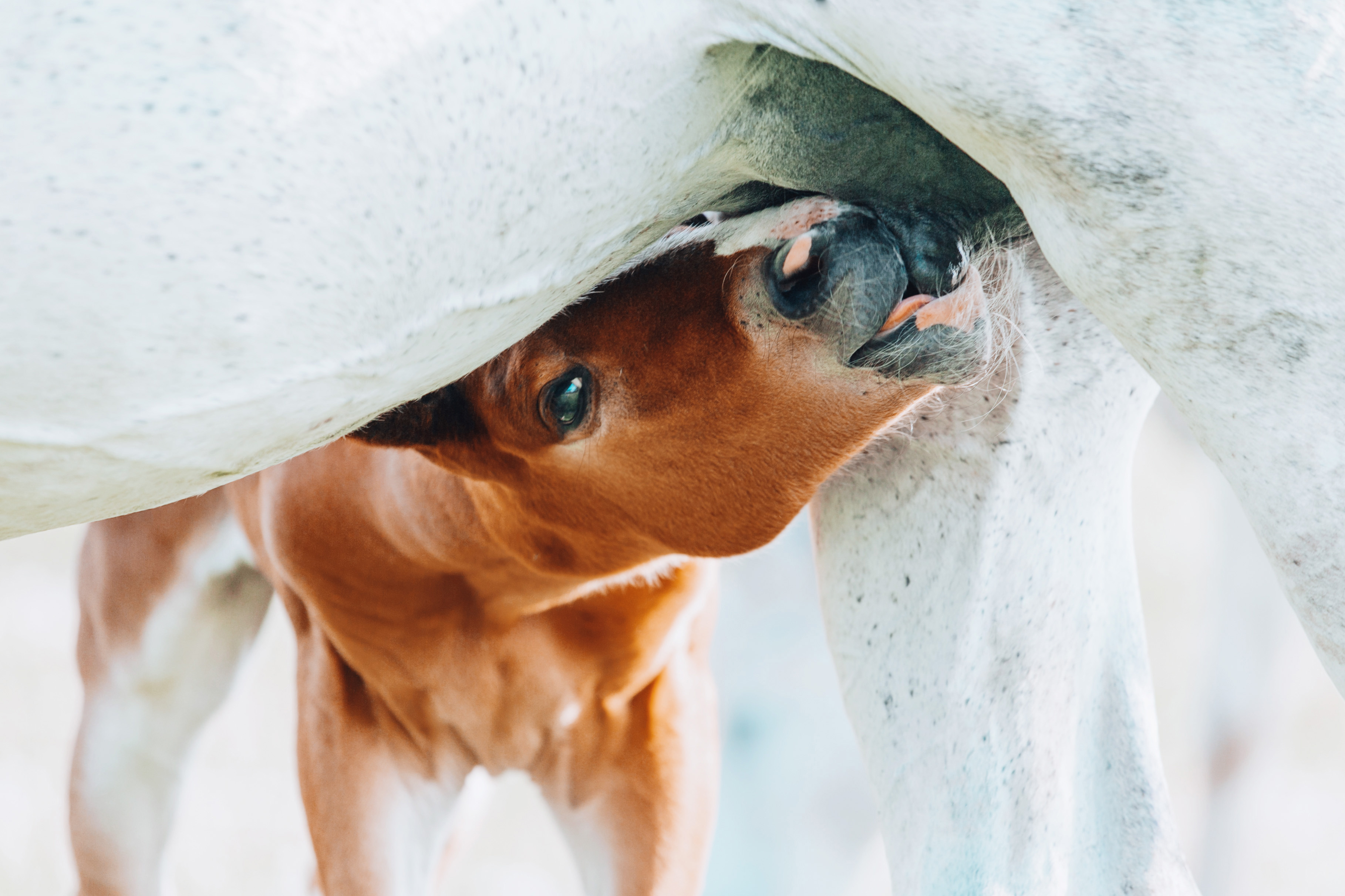 Foal drinking from their mother